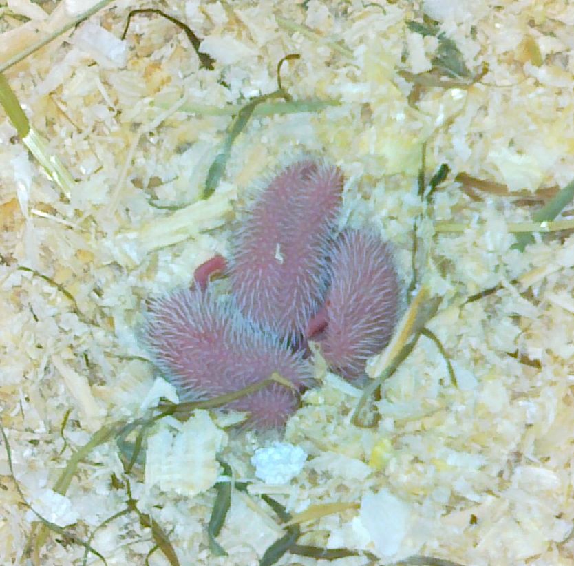 11.5.2012 - 3.den, už jen 3 ježourci, jedno mládě bohužel uhynulo